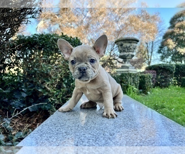 Medium Photo #123 French Bulldog Puppy For Sale in HAYWARD, CA, USA