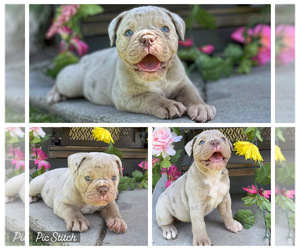 Olde English Bulldogge Puppy for sale in HEMET, CA, USA