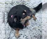 Small #2 Chihuahua Mix