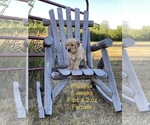 Puppy 7 Golden Retriever