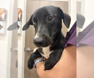 Catahoula Leopard Dog-Labrador Retriever Mix Dogs for adoption in Baytown, TX, USA
