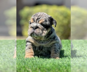 Bulldog Puppy for sale in AUBURNDALE, FL, USA
