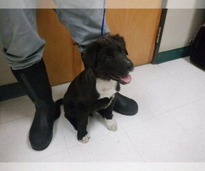 Labrador Retriever-Unknown Mix Dogs for adoption in Oroville, CA, USA