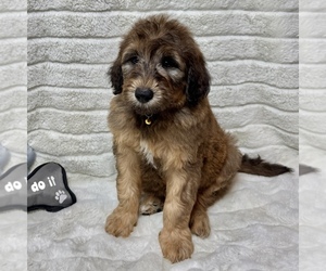 Goldendoodle Puppy for sale in AUBURN, IN, USA