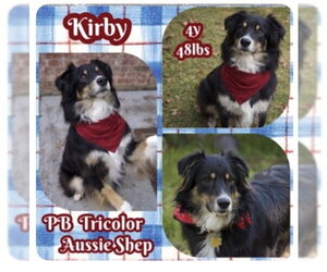 Australian Shepherd Dogs for adoption in Dallas, TX, USA