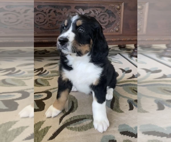 Medium Photo #1 Bernedoodle Puppy For Sale in POTTSTOWN, PA, USA