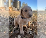 Small Photo #19 Golden Retriever Puppy For Sale in SEMINOLE, TX, USA