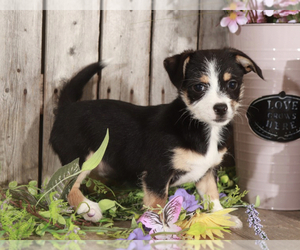 Cheeks Puppy for sale in MOUNT VERNON, OH, USA