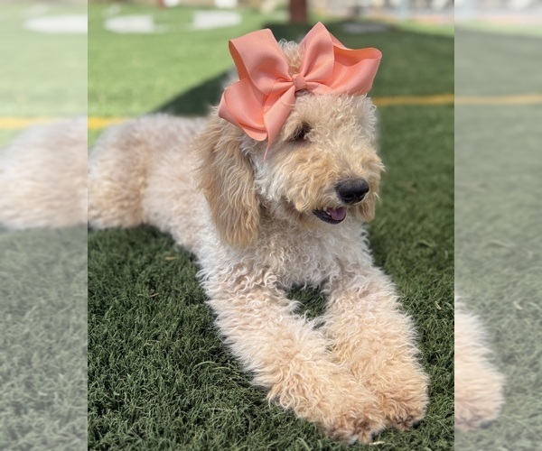 Medium Photo #6 Goldendoodle mix (+ Poodle Miniature) Puppy For Sale in MENIFEE, CA, USA