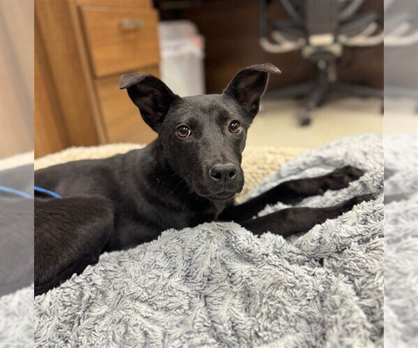 Medium Photo #1 Labrador Retriever-Unknown Mix Puppy For Sale in Conroe, TX, USA