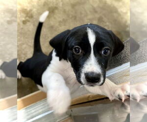 German Shorthaired Pointer-Unknown Mix Dogs for adoption in Estherville, IA, USA