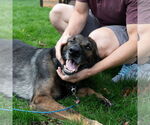 Small #9 German Shepherd Dog