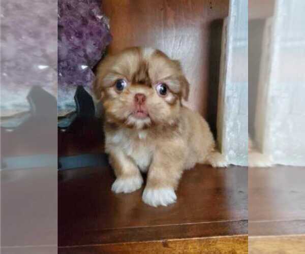 Medium Photo #2 Shih Tzu Puppy For Sale in JOHNSTON, RI, USA