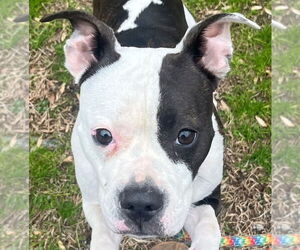 Mutt Dogs for adoption in Tarboro, NC, USA