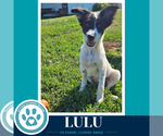 Small #1 Mutt