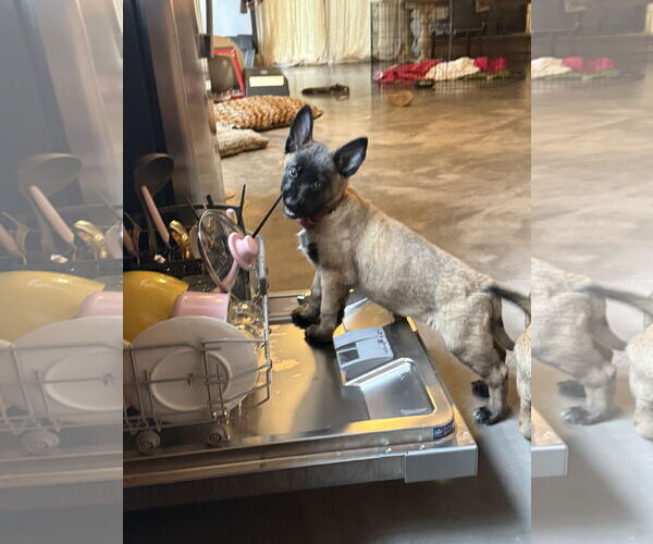 Medium Photo #8 German Shepherd Dog Puppy For Sale in Seattle, WA, USA