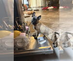 Small #7 German Shepherd Dog