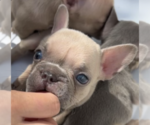 Puppy Mac French Bulldog