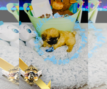 Small #12 Shih Tzu