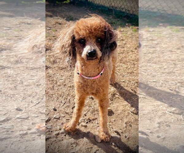 Medium Photo #3 Poodle (Miniature) Puppy For Sale in Pacolet, SC, USA