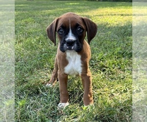 Boxer Puppy for sale in FRANKLIN, IN, USA