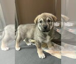 Small Siberian Husky Mix