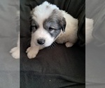 Small Photo #21 Great Pyrenees Puppy For Sale in BANCROFT, WI, USA