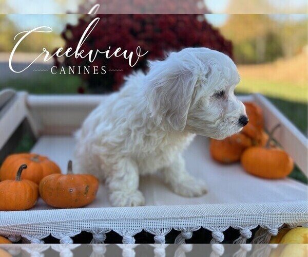 Medium Photo #7 Havachon Puppy For Sale in NIANGUA, MO, USA