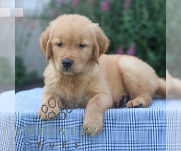 Medium Photo #3 Golden Retriever Puppy For Sale in LITITZ, PA, USA