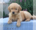 Small #2 Golden Retriever