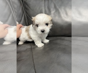 Maltese Puppy for sale in INDIAN TRAIL, NC, USA