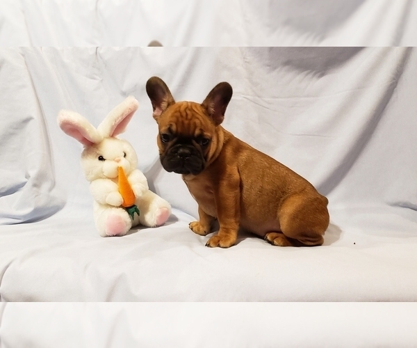 Medium Photo #2 French Bulldog Puppy For Sale in ADRIAN, MI, USA