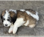 Small Photo #5 Saint Bernard Puppy For Sale in LITITZ, PA, USA