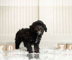 Small Photo #3 Miniature Australian Shepherd-Poodle (Toy) Mix Puppy For Sale in WARSAW, IN, USA