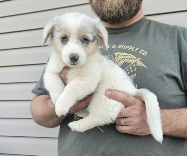 Medium Photo #12 Pembroke Welsh Corgi Puppy For Sale in MILTON, WI, USA