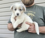 Small Photo #12 Pembroke Welsh Corgi Puppy For Sale in MILTON, WI, USA