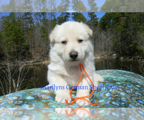 Medium Photo #4 German Shepherd Dog Puppy For Sale in PIEDMONT, MO, USA