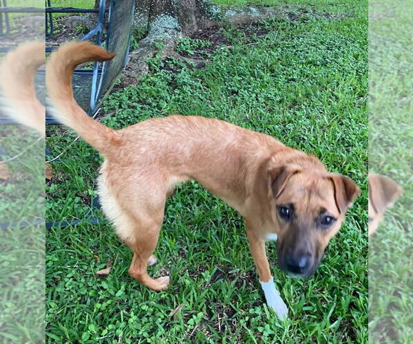 Medium Photo #2 Mutt Puppy For Sale in Canton, CT, USA