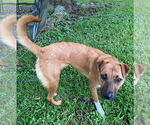 Small #1 Mutt