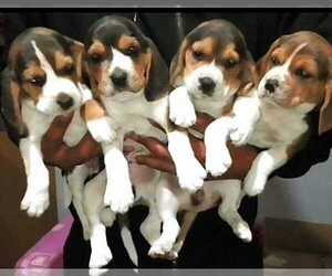 Beagle Puppy for sale in LOS ANGELES, CA, USA