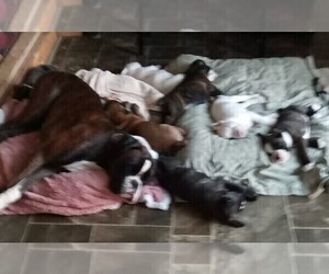 Father of the Boxer puppies born on 12/01/2021