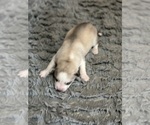 Small Photo #10 Siberian Husky Puppy For Sale in ARLINGTON, VT, USA