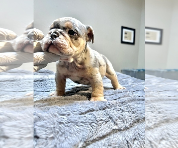 Medium Photo #3 English Bulldog Puppy For Sale in BAKERSFIELD, CA, USA