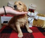 Small Photo #10 Goldendoodle Puppy For Sale in WINDER, GA, USA