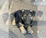 Small Photo #7 German Shepherd Dog Puppy For Sale in RIVERDALE, MD, USA