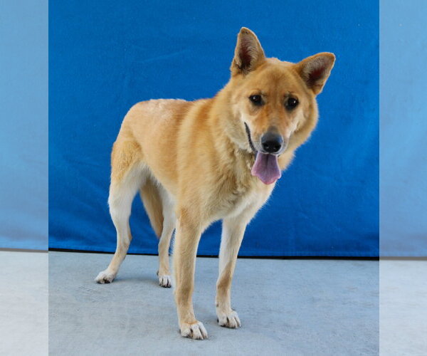 Medium Photo #1 Carolina Dog-Unknown Mix Puppy For Sale in Pasadena, CA, USA