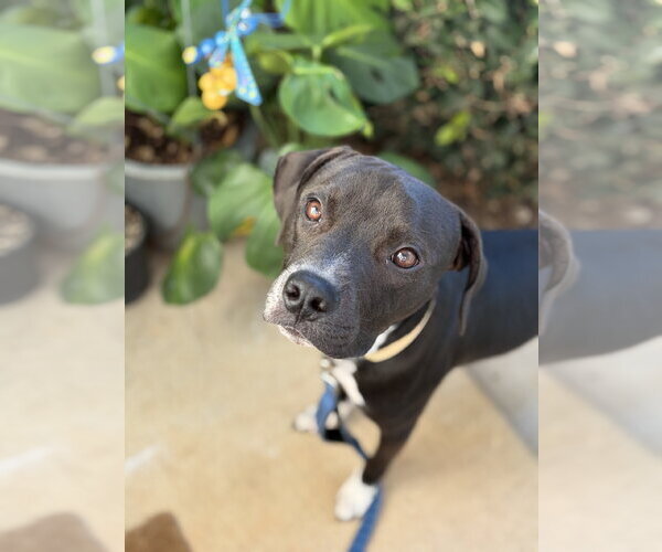 Medium Photo #5 Boxer Puppy For Sale in Holly Springs, NC, USA