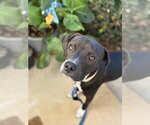 Small Photo #5 Boxer Puppy For Sale in Holly Springs, NC, USA