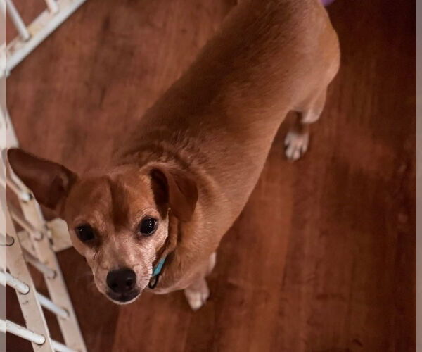 Medium Photo #4 Chihuahua-Unknown Mix Puppy For Sale in Germantown, OH, USA