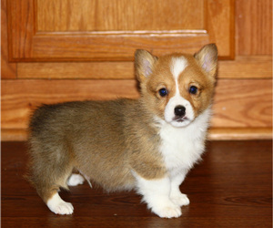 Pembroke Welsh Corgi Puppy for sale in SOLDIER GROVE, WI, USA